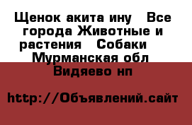 Щенок акита ину - Все города Животные и растения » Собаки   . Мурманская обл.,Видяево нп